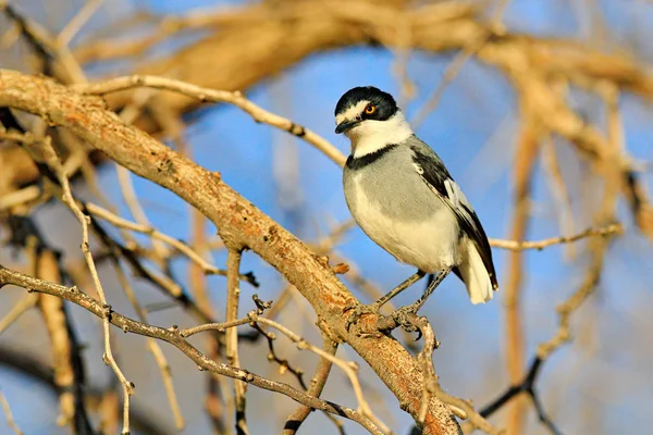 Vitstjärtad Törnskata Lanioturdus Torquatus Natur Habitat Etosha Namibia Afrika Fågel — Stockfoto