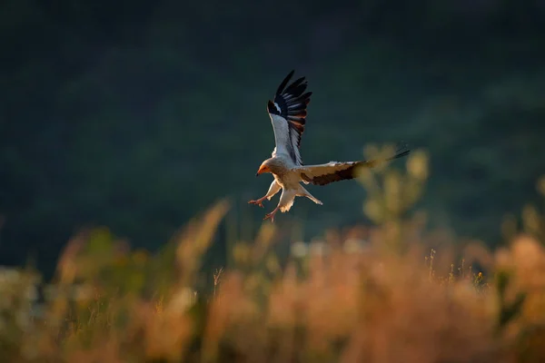 Египетский Гриф Flyinf Neophron Percnopterus Большая Хищная Птица Естественной Среде — стоковое фото