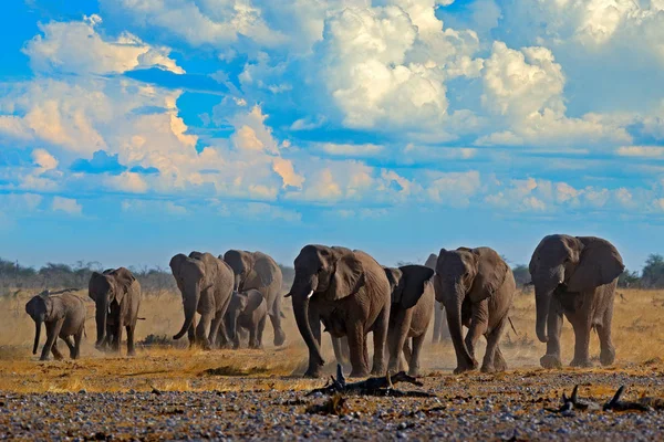 Grand Troupeau Éléphants Afrique Avec Ciel Bleu Nuages Blancs Etosha — Photo
