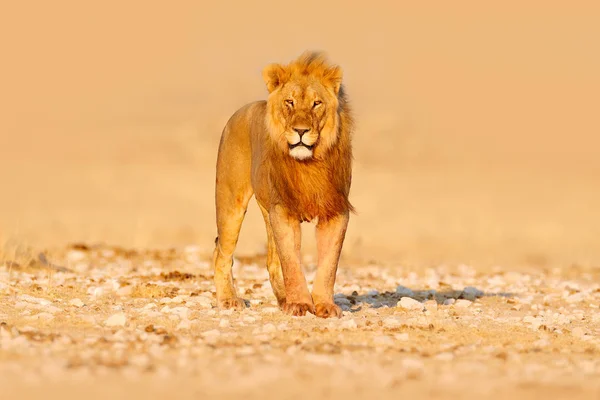 Lion walking. Portrait of African lion, Panthera leo, Etocha NP, Namibia, Africa. Cat in dry nature habitat, hot sunny day in desert. Wildlife scene from nature.