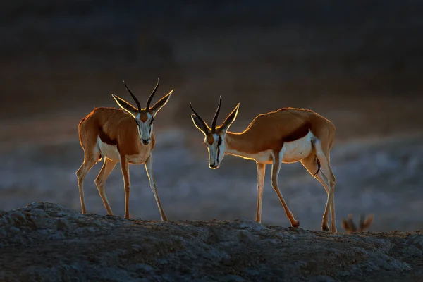 斯普林博克羚羊 安提多卡马苏帕亚里斯 在非洲干燥的栖息地 埃托查Np 纳米比亚 来自非洲的哺乳动物 斯普林博克在晚上背光 纳米比亚野生动物园的日落 — 图库照片