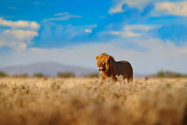 ライオンの歩行アフリカライオン パンテラレオ エトチャNp ナミビア アフリカの肖像画 乾燥した自然の生息地で猫 砂漠で暑い晴れた日 自然の野生動物のシーン アフリカの青空 — ストック写真