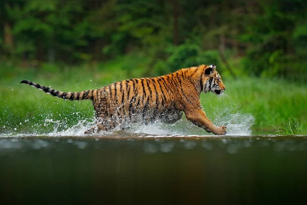 Tigre Siberiano Corriendo Agua Animal Peligroso Taiga Rusia Animal Río — Foto de Stock