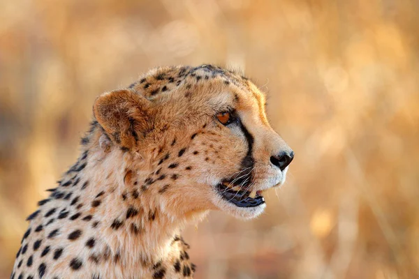 Cheetah face, Acinonyx jubatus, detail close-up portrait of wild cat. Fastest mammal on the land, Etosha NP, Namibia. Wildlife scene from African nature. Beautiful fur coat animal, Africa