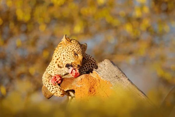 Leopard Feeding Catch Lying Tree Beautiful Evening Light Etosha Namibia — Stock Photo, Image