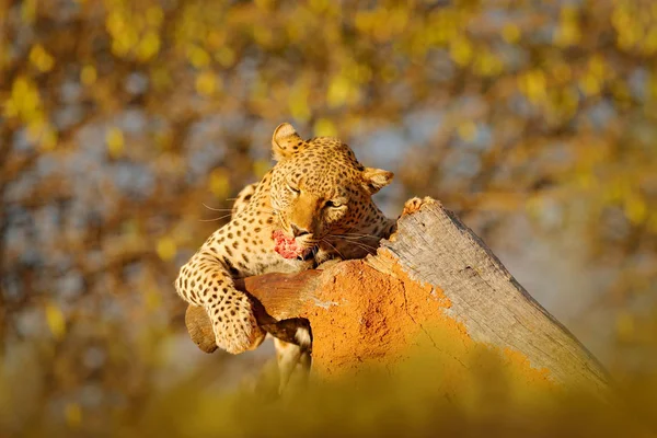 Alimentación Leopardo Captura Acostado Árbol Hermosa Luz Noche Etosha Namibia —  Fotos de Stock