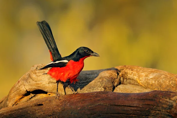 Gônolek Peito Carmesim Laniarius Atrococcineus Pássaro Preto Vermelho Etosha Namíbia — Fotografia de Stock