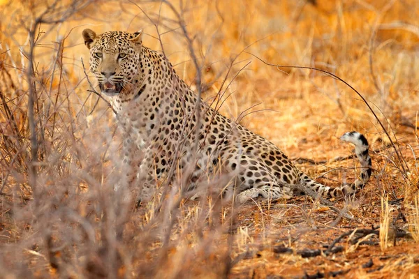 Panthera Pardus Shortifeli Nature Habitat Etosha National Park Nobia — стоковое фото