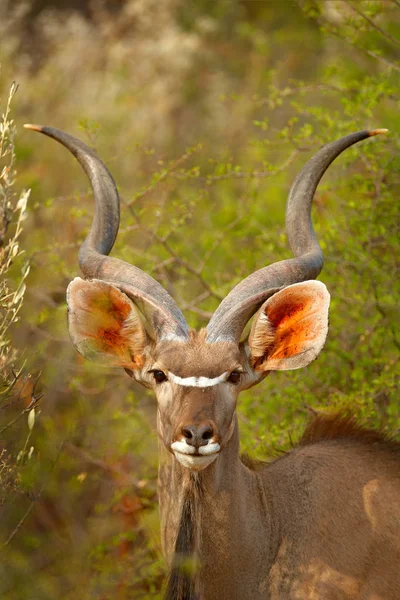 大库杜 特拉格拉布胡斯链球菌 羚羊与螺旋角 动物在绿色草甸栖息地 奥卡万戈三角洲 莫里米 博茨瓦纳 库杜在非洲 来自非洲大自然的野生动物场景 — 图库照片