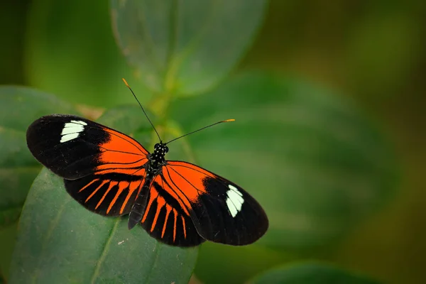 Heliconius Melpomene Postman Butterfly Nature Habitat Costa Rica — Stockfoto