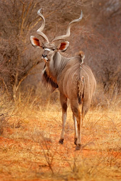 Grande Kudu Tragelaphus Strepsiceros Antílope Com Chifres Espiral Animal Habitat — Fotografia de Stock
