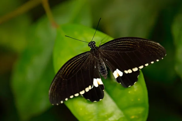 Hermosa Mariposa Mormona Negra Blanca Descansando Rama Verde —  Fotos de Stock