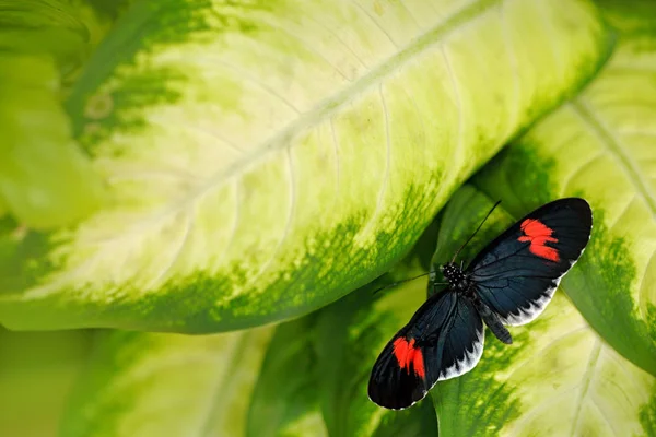 Heliconius Erato Czerwony Listonosz Motyl Siedzi Zielonych Liści Przyrodzie Siedliska — Zdjęcie stockowe