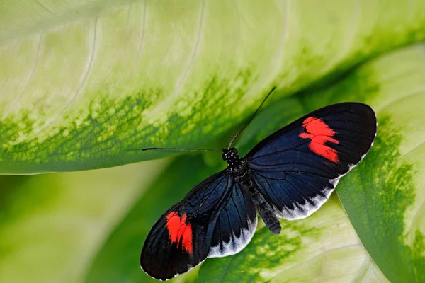 Heliconius Erato Red Postman Butterfly Sitting Green Leaves Nature Habitat — Stock Photo, Image