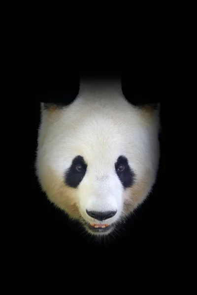 Roztomilá Černobílá Obří Panda Ukrytá Tmavém Lese — Stock fotografie