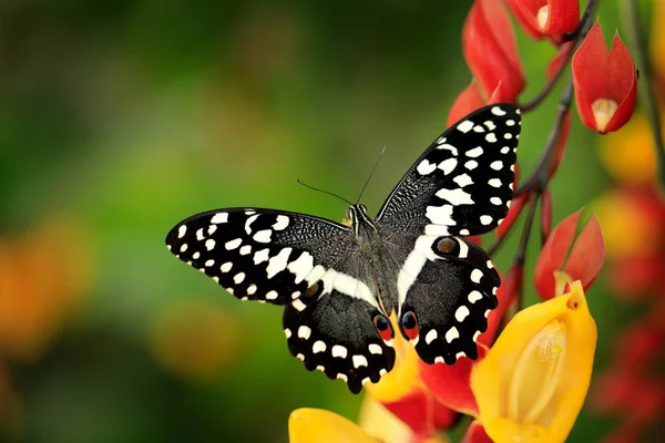 Papilio Demodocus Doğa Habitat Kırmızı Sarı Çiçekler Üzerinde Noel Kelebeği — Stok fotoğraf