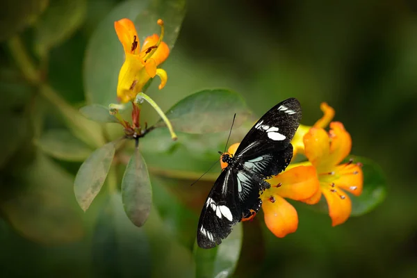 Доріс Longwing Метелик Геліоніус Доріс Метелик Сидить Жовтій Квітці Центральної — стокове фото