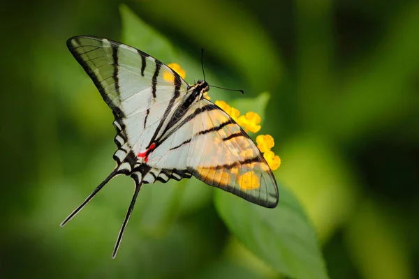 メキシコのカイト スワローテイル ユーリティドは 緑の森の黄色い花の上に座っている透明な白い翼を持つエピダウス蝶 メキシコ — ストック写真