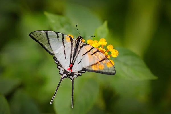 Meksykańska Kite Swallowtail Eurytides Epidaus Motyl Przezroczystym Białym Skrzydłami Siedzi — Zdjęcie stockowe