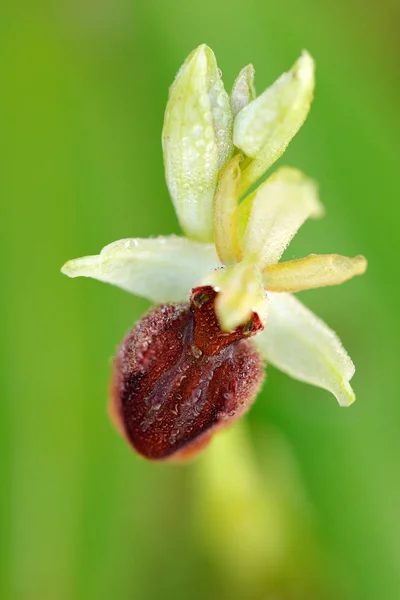 Orchidée Araignée Précoce Ophrys Sphegodes Orchidée Sauvage Terrestre Européenne Fleurs — Photo