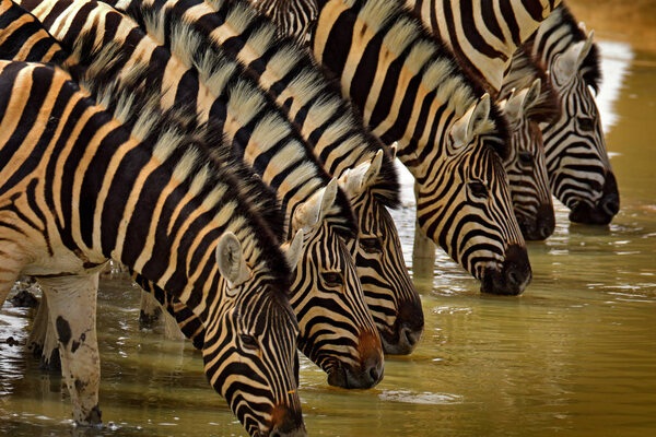 Burchells zebras, Equus quagga burchellii, Nxai Pan National Park, Botswana, Africa. Wild animals on meadow. Wildlife nature on African safari.