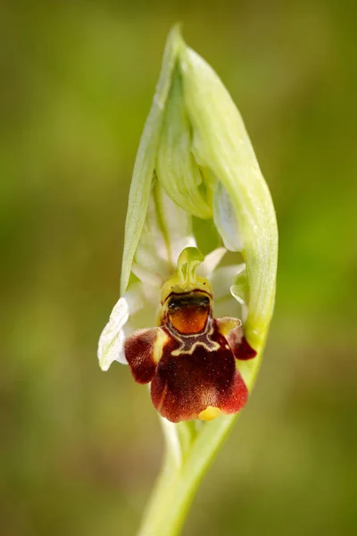 Orchidée Araignée Précoce Ophrys Sphegodes Orchidée Sauvage Terrestre Européenne Fleurs — Photo