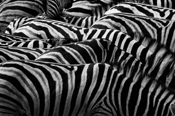 Burchells Zebras Equus Quagga Burchellii Nxai Pan National Park Botswana — Stock Photo, Image