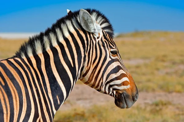 Burchells Zebra Equus Quagga Burchellii Nxai Pan National Park Botswana — Stock Photo, Image