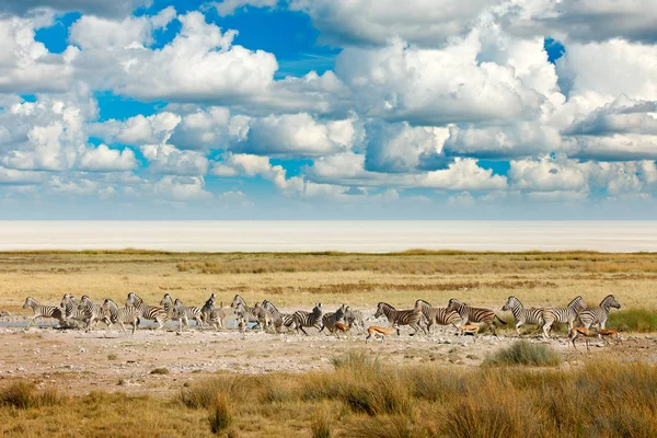 African landscape with wild animals, clouds on the sky. Herd of zebras near the water hole in the desert. Zebras and evening sunset in Etosha Pan in Namibia. Wildlife nature, safari dry season.