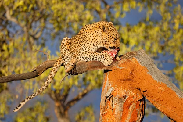 Leopard Feeding Catch Lying Tree Beautiful Evening Light Etosha Namibia — Stock Photo, Image