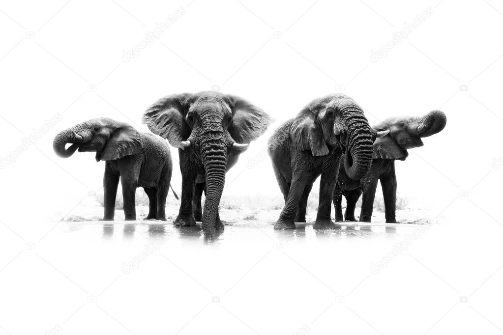 Black and white photo of African elephants, heard near the water. Wildlife scene from nature, Etosha NP, Namibia, Africa.