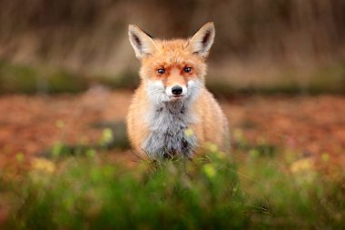 Sevimli kızıl tilki, sonbahar ormanında Vulpes vulpes. Doğa Habitat güzel hayvan. Vahşi doğanın yaban hayatı sahnesi. Turuncu ve sarı sonbahar yaprakları çalışan tilki. Sonbahar ahşap Habitat hayvan.