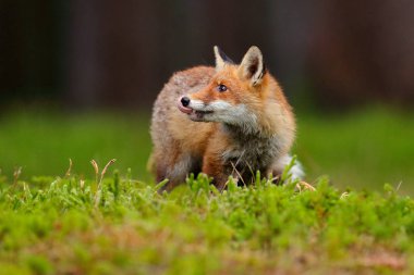 Kızıl Tilki, Vulpes vulpes sonbahar ormanında. Doğa habitatGüzel hayvan. Vahşi doğadan vahşi yaşam sahnesi. Tilki turuncu ve sarı sonbahar yaprakları çalışan. Sonbahar habitatındaki hayvan, Rusya.