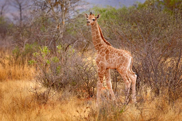 Jeune Girafe Lever Soleil Matinal Végétation Verte Avec Portrait Animal — Photo
