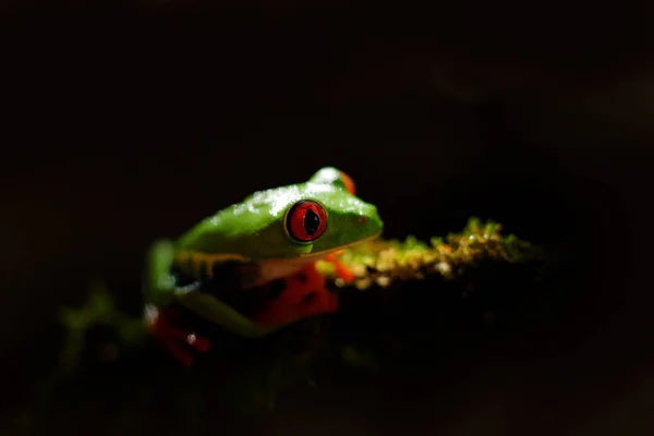 Primer Plano Rana Ojos Rojos Rana Árbol Escondida Vegetación Verde — Foto de Stock