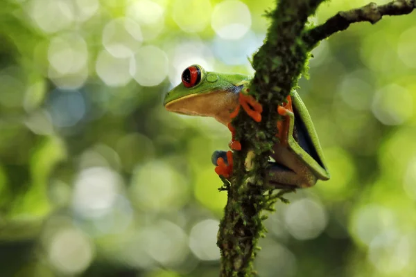 Close Frog Red Eyed Tree Frog Hidden Green Vegetation Costa — Stock Photo, Image