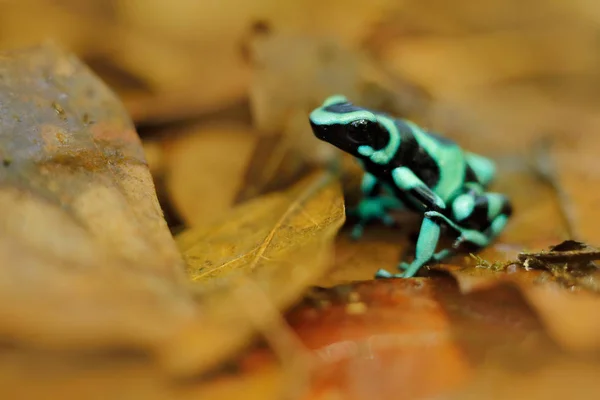 Yeşil Siyah Poison Dart Kurbağa Doğa Habitat Kosta Rika Güney — Stok fotoğraf