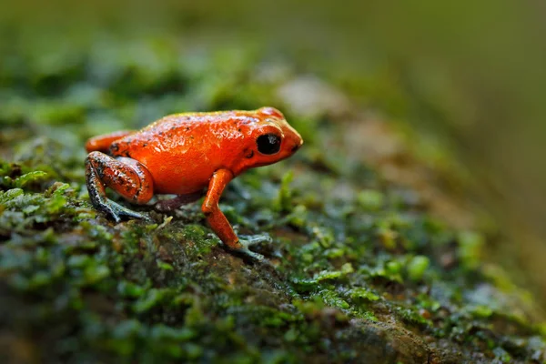 Close Red Strawberry Poison Dart Frog Nature Habitat Costa Rica — Stock Photo, Image