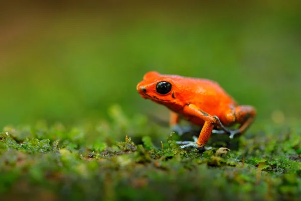 Close Red Strawberry Poison Dart Frog Nature Habitat Costa Rica — Stock Photo, Image