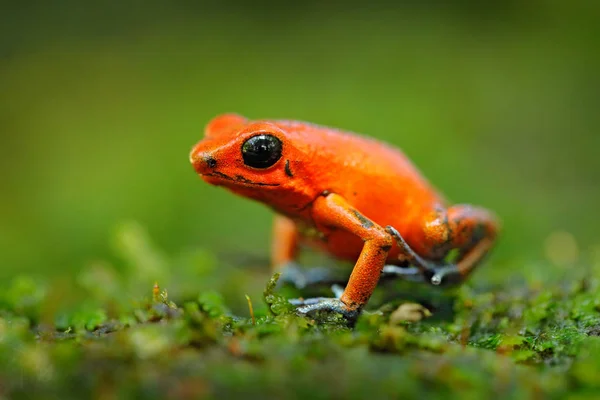 Primo Piano Red Strawberry Veleno Dardo Rana Habitat Naturale Costa — Foto Stock