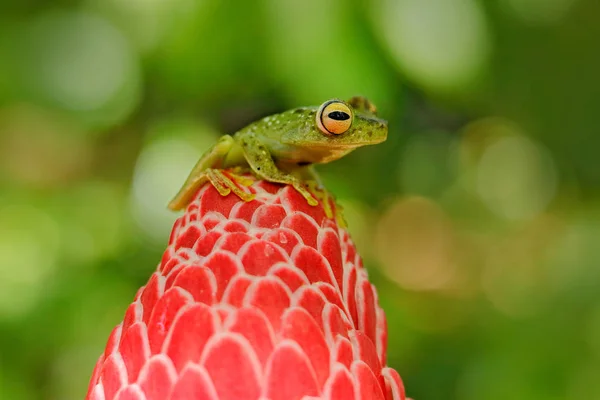 红网树蛙在自然栖息地的红花 来自南美洲的外来动物 — 图库照片