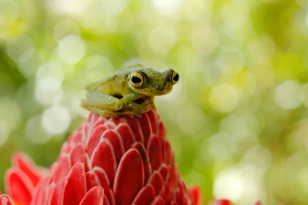 Laubfrosch Auf Roter Blume Natürlichen Lebensraum Exotisches Tier Aus Südamerika — Stockfoto