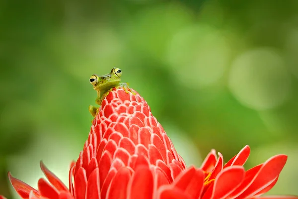 Röd Webbed Träd Groda Röd Blomma Naturen Habitat Exotiska Djur — Stockfoto