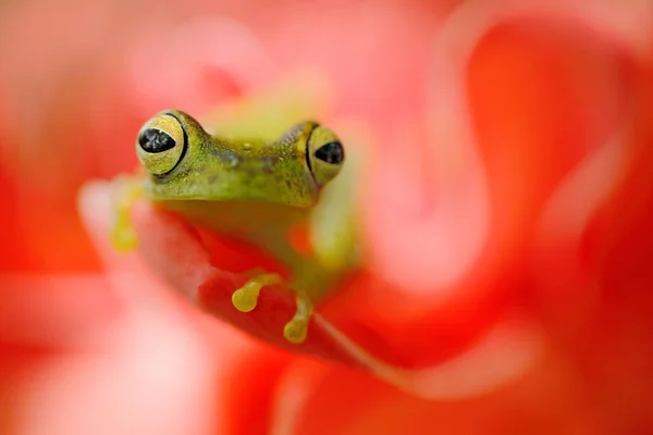 Žabí Žába Červeném Květu Přírodním Habitatu Kostarika Jižní Amerika — Stock fotografie