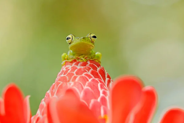 Κόκκινο Webbed Δέντρο Βάτραχος Κόκκινο Λουλούδι Βιότοπο Φύση Εξωτικό Ζώο — Φωτογραφία Αρχείου