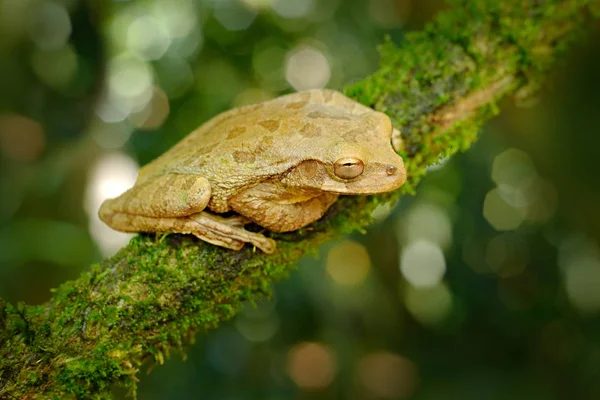 Doğada Habitat Yeşil Meksika Ağaç Kurbağası Kosta Rika — Stok fotoğraf