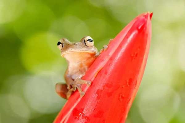 Schöner Leopard Laubfrosch Auf Roter Blume Tropenwald Exotisches Tier Aus — Stockfoto