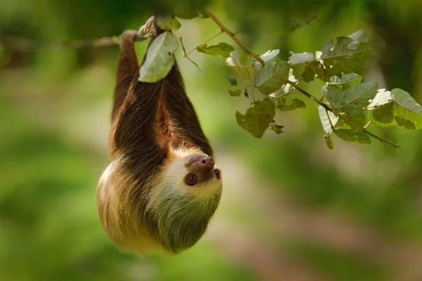 Sloth Nature Habitat Beautiful Choloepus Hoffmanni Climbing Tree Dark Green — Stock Photo, Image