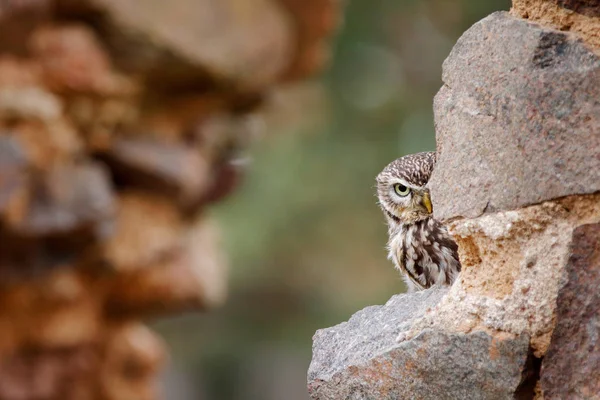 Little Coruja Athene Noctua Pássaro Natureza Habitat Urbano Velho Parede — Fotografia de Stock