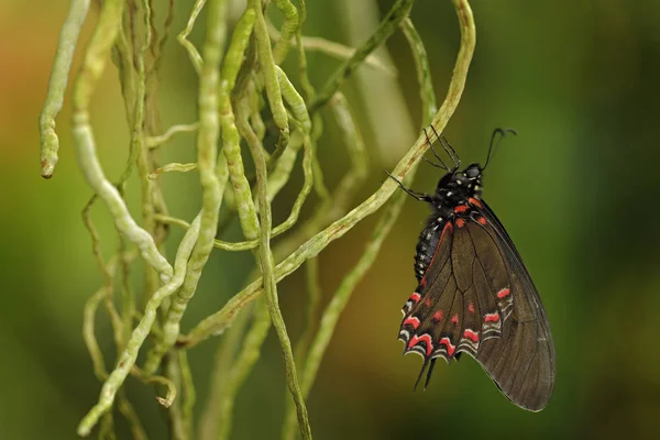 Ευρυπρίδης Θύτης Πεταλούδα Που Κάθεται Ρίζες Ορχιδέα Στην Τροπική Φύση — Φωτογραφία Αρχείου